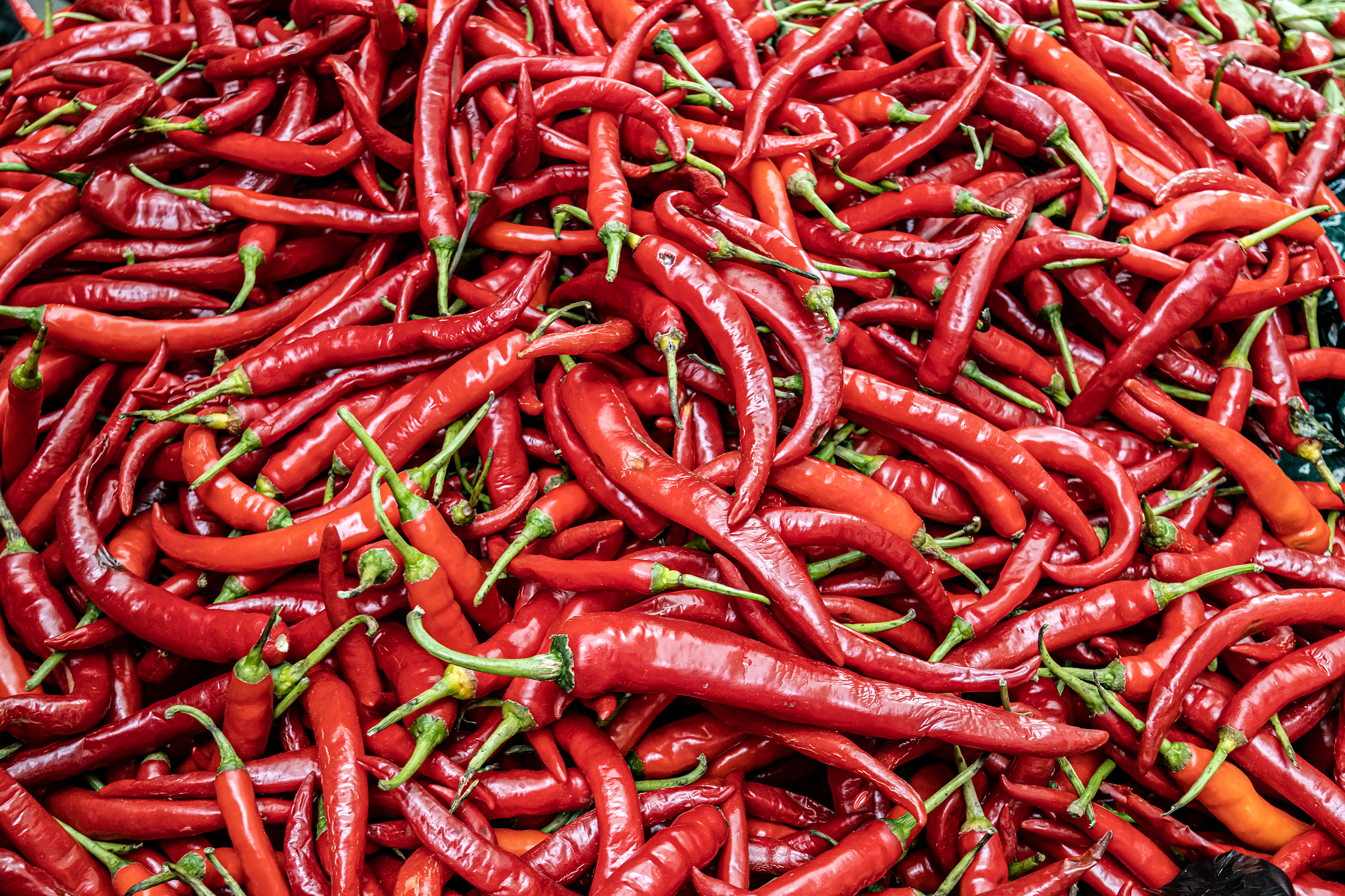 Cabe Merah Keriting